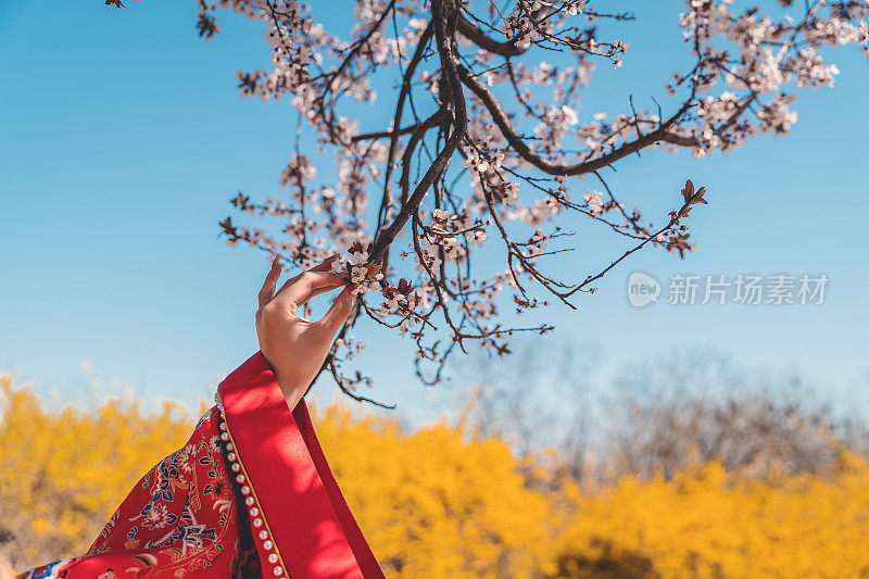 女孩的手握樱盛开的花