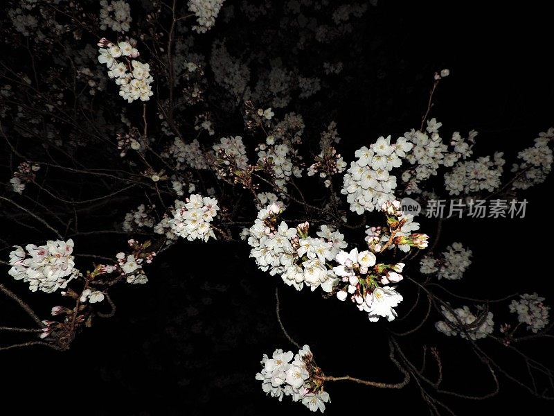 日本。3月。夜樱花。