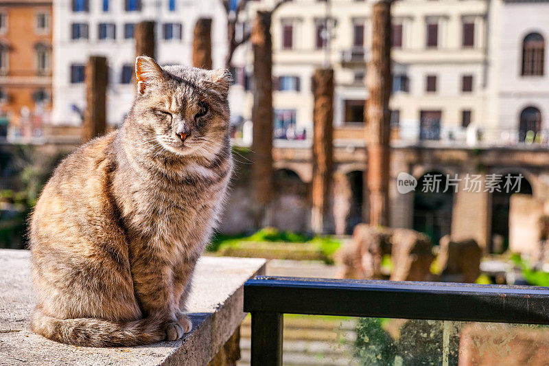 一只典型的罗马虎斑猫在罗马广场的废墟中晒太阳