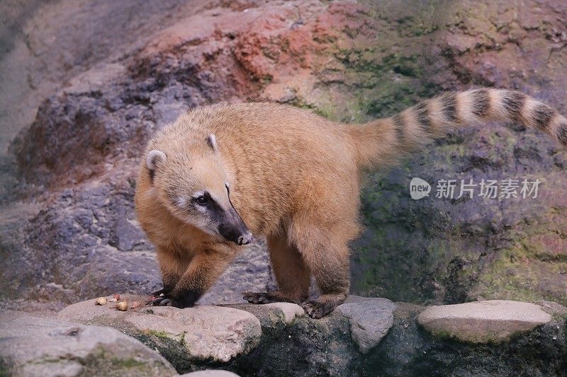 长鼻浣熊或者长鼻浣熊