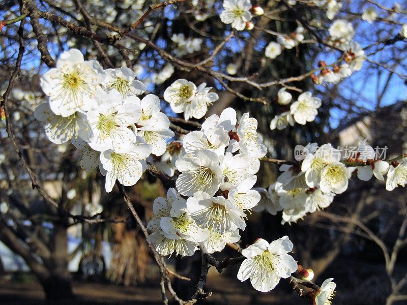 日本。2月。清晨。李树在初升的阳光中绽放。