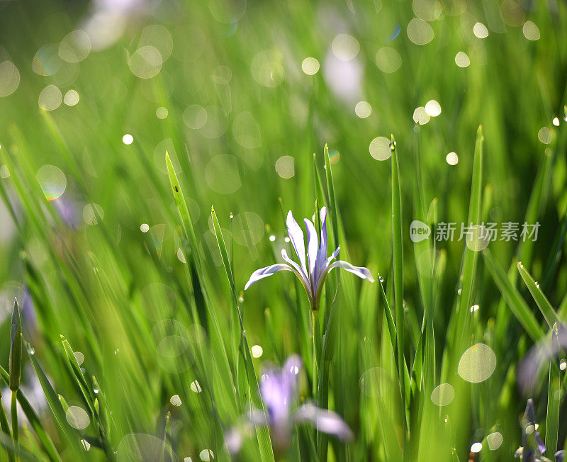 紫花在晨露里