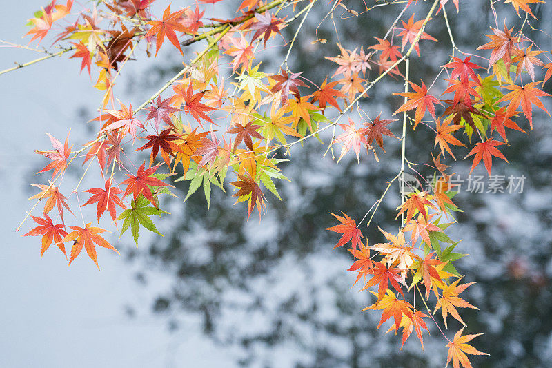 秋天，枫树的枝桠在湖面上