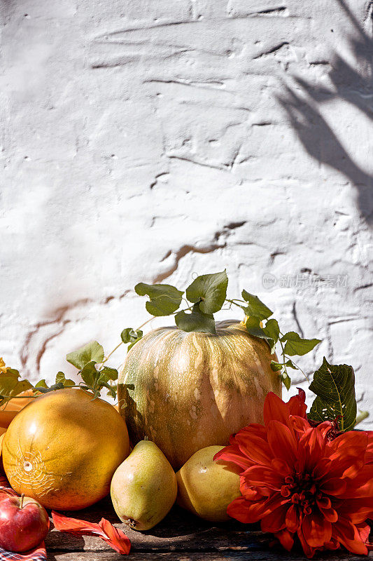 秋季美展:黄色果蔬、南瓜、梨、苹果、甜瓜。感恩节概念与复制空间。秋天的静物与红色的georgine，现代的影子