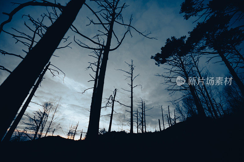 挪威户外风景:森林景观的夜晚