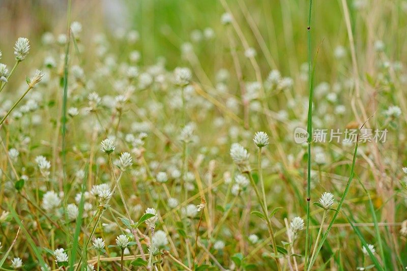 特写:大自然中的白花草