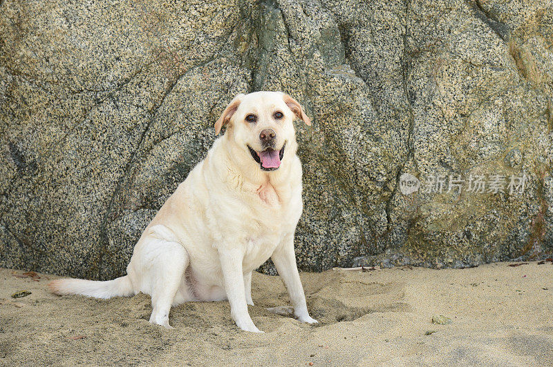 海滩上的拉布拉多寻回犬