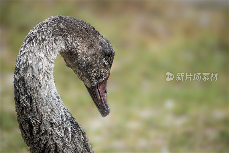 几乎长大的黑天鹅小天鹅