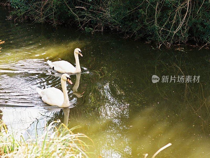 英国埃文河畔斯特拉特福运河。从纤道上看。