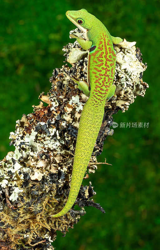 孔雀天壁虎