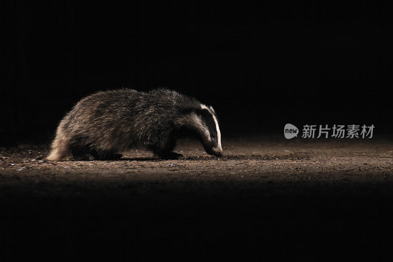 獾幼崽的夜晚