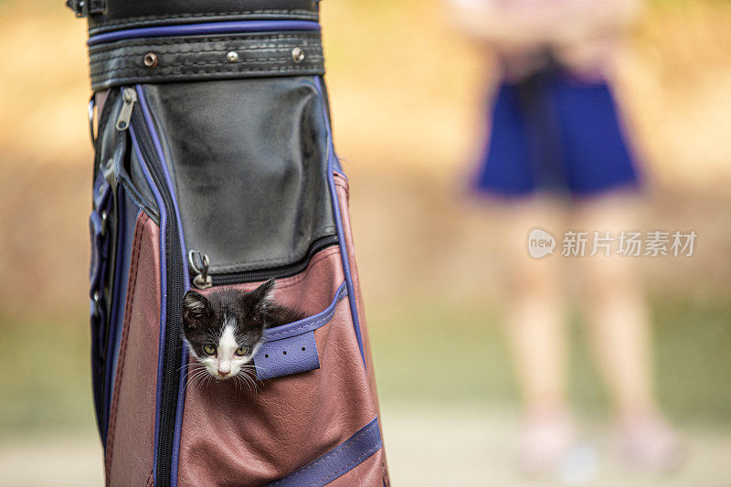 宠物猫在高尔夫球袋里，而宠物主人正在去高尔夫球场。