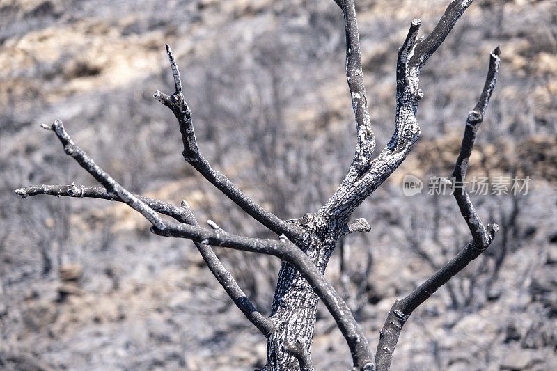 森林野火毁林，自然树干受损