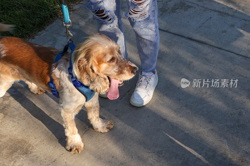 一个陌生女人在公园遛狗