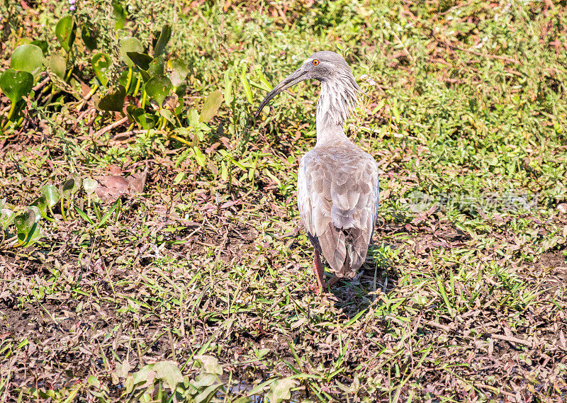 巴西潘塔纳尔的铅色朱鹭