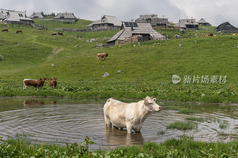 斯洛文尼亚山区草原上的奶牛和小屋