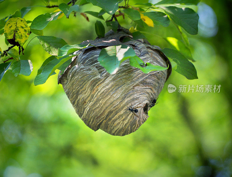 黄蜂巢挂在树上