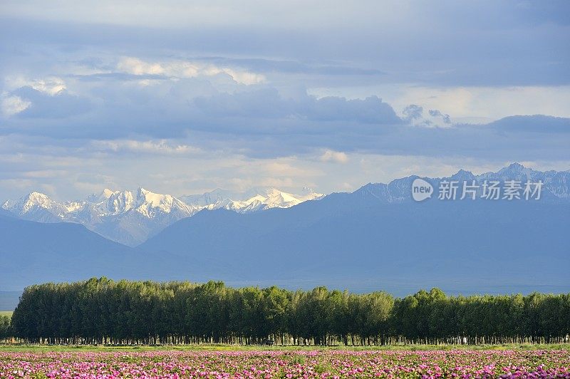 新疆维吾尔自治区的花海连绵不绝