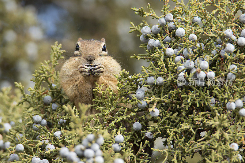 棕黄色地松鼠在国家野生动物保护区吃杜松子