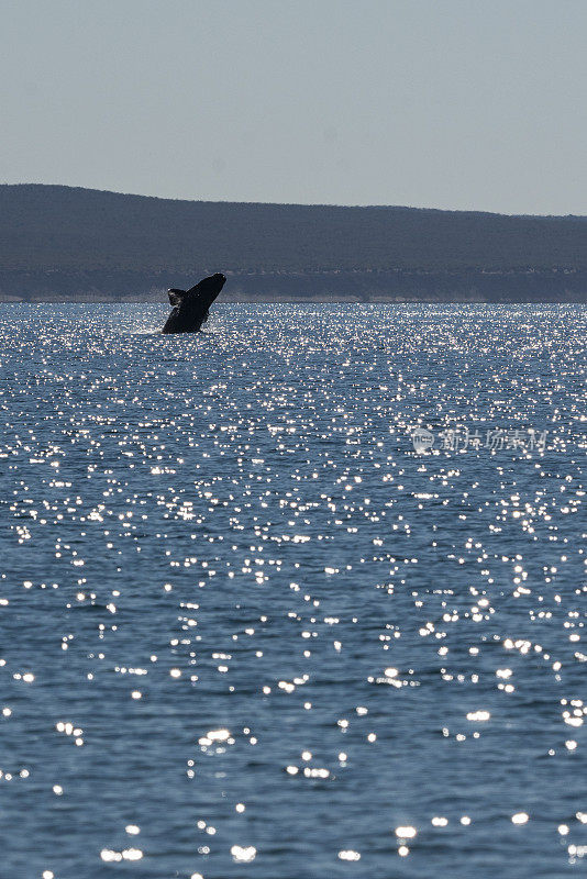南露脊鲸跳跃。Ballena语言南国