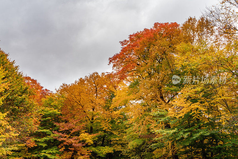 加拿大安大略省阿尔冈昆省公园，秋天的色彩