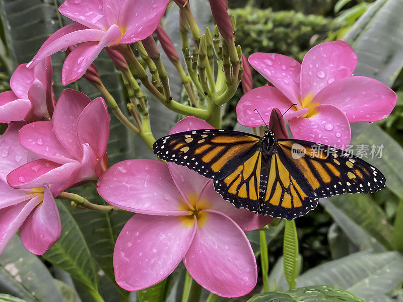 濒临灭绝的帝王蝶正在啜饮鸡蛋花的花蜜，鸡蛋花被称为鸡蛋花