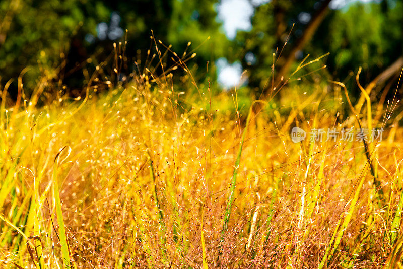 秋天的草原。夕阳下的野草。秋天的色彩。