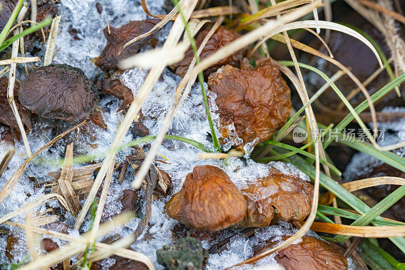 死蘑菇，上面有冰，真菌吃掉真菌。蘑菇狩猎结束。