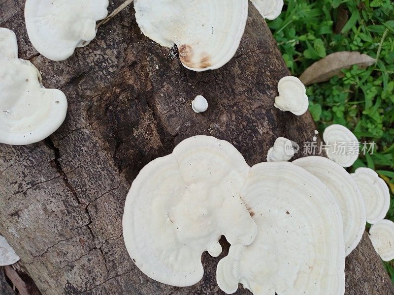 蘑菇，灵芝，真菌