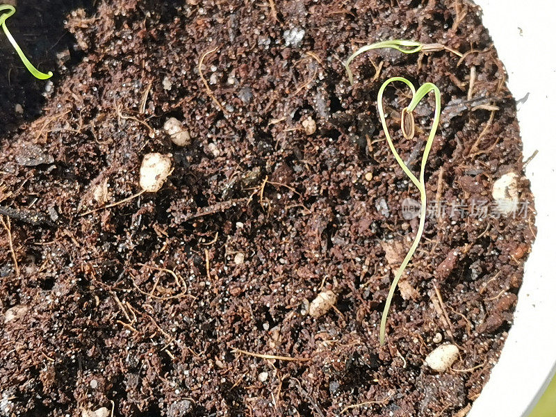 新播下的小茴香种子长成了一个美丽的绿色心形