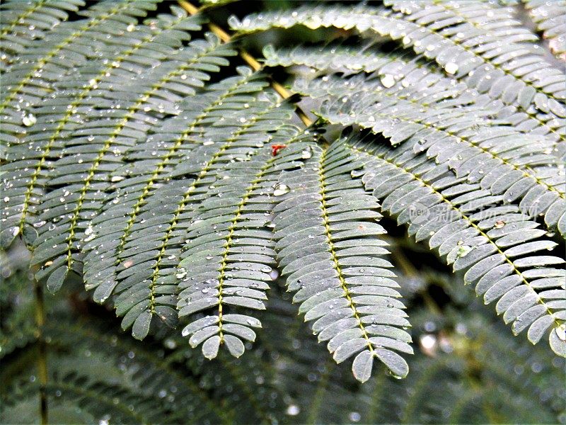 雨后的蕨枝。