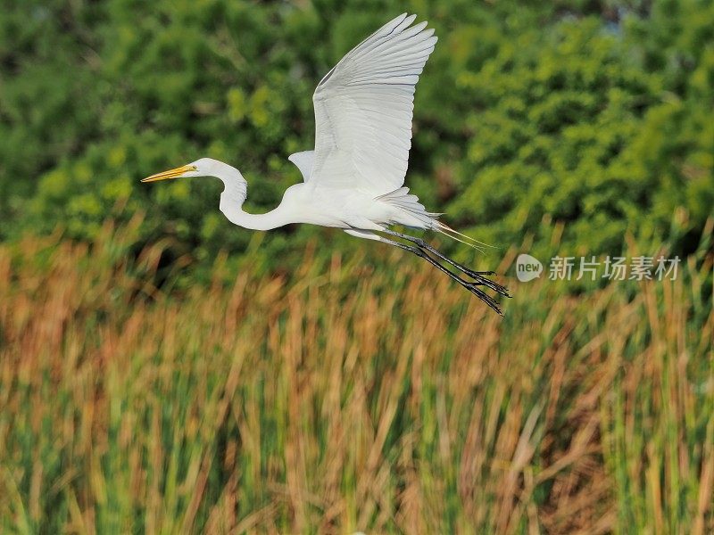 大白鹭飞过维埃拉湿地寻找食物