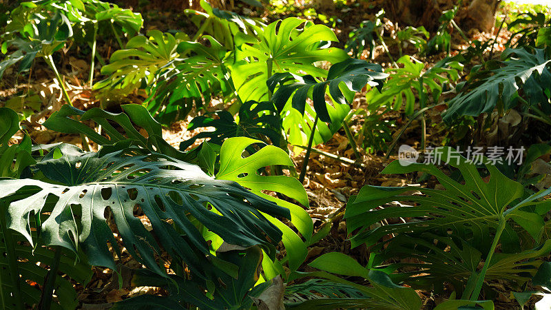 绿色叶子的植物怪兽生长在野生攀缘树丛林，热带雨林植物常绿藤蔓灌木。热带丛林树叶格局概念背景。