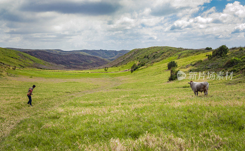 一个人赶着一头牛在新鲜的草地上吃草，一头小牛在绿色的小山上吃草，一头牛在小山上吃草