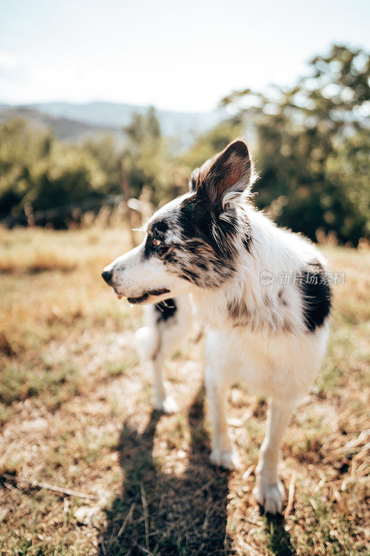 黄昏时的博德牧羊犬