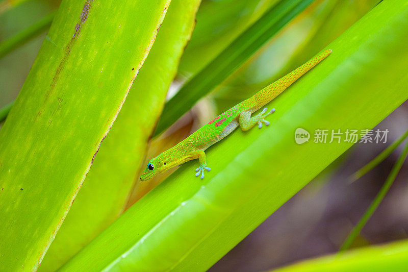 在留尼汪岛的热带雨林中，黄花石虎――绿色的彩色壁虎