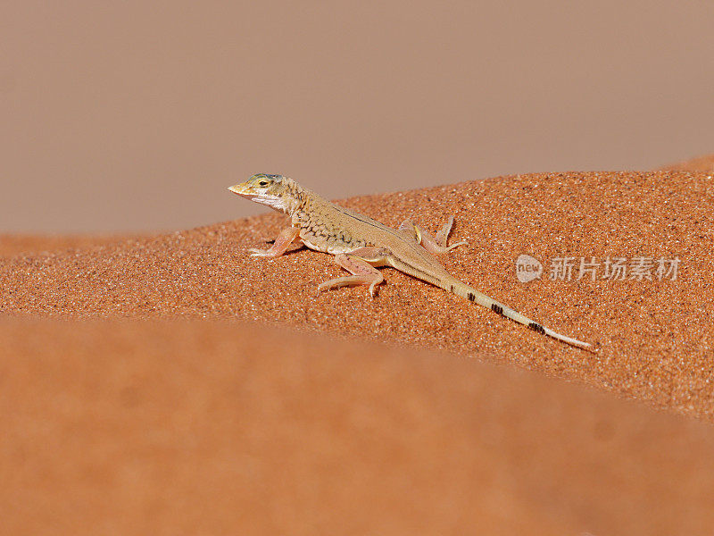 铲鼻子蜥蜴