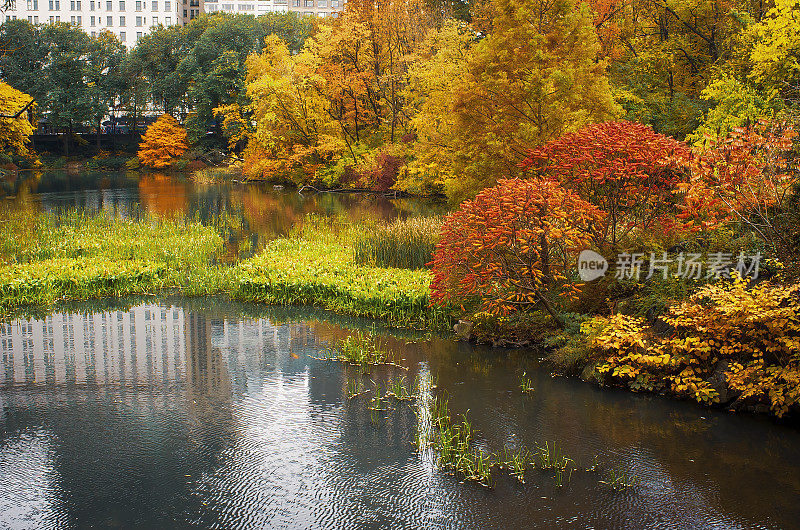 中央公园，秋天，曼哈顿，纽约