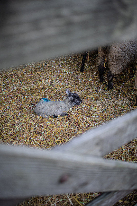 可爱的新出生的小羊羔，在谷仓外盖着稻草的围栏里。