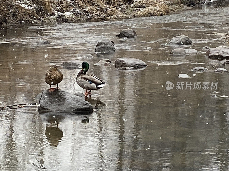 野鸭在河中的岩石上鸭子