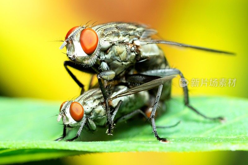 交配蝇是昆虫-动物行为。