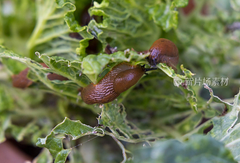 一群蜗牛破坏蔬菜
