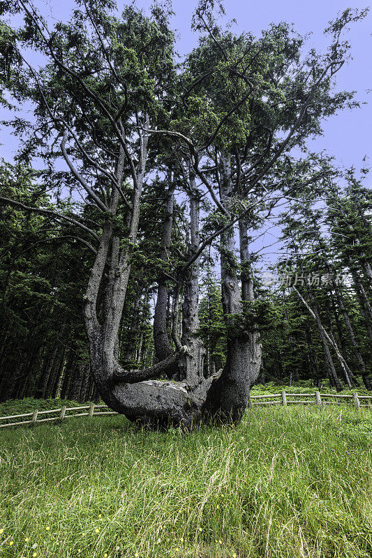 章鱼树(也被称为大烛台树、议会树和怪物树)是美国俄勒冈州蒂拉穆克县的一棵锡特卡云杉。
