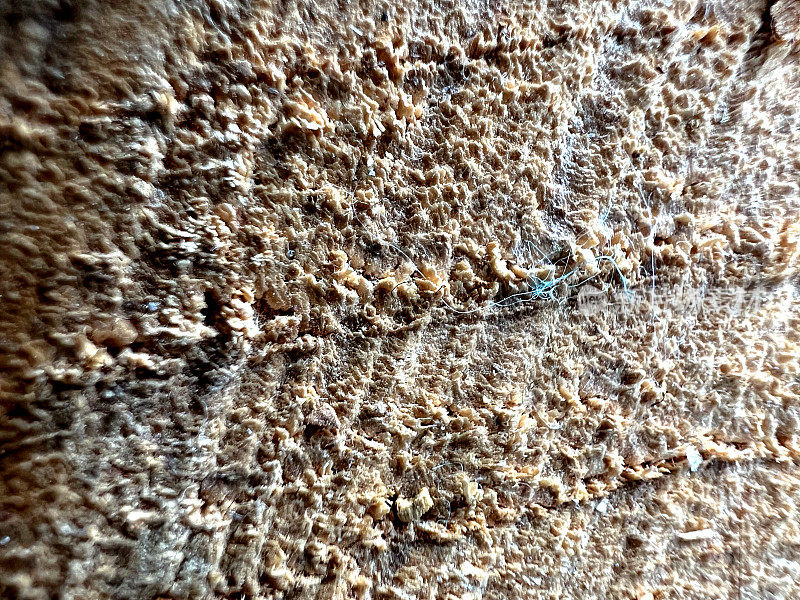 一个宏观图像的切割和轻木材。