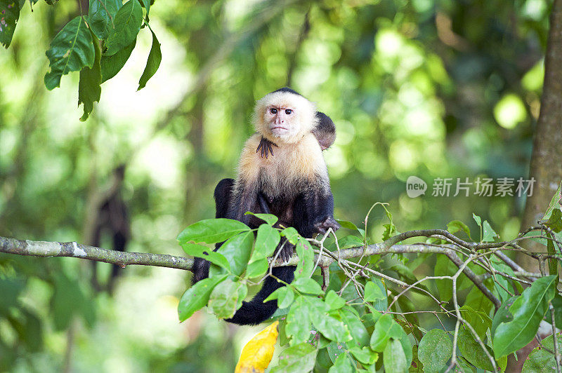 白脸或卷尾猴妈妈与熟睡的婴儿，曼纽尔安东尼奥国家公园，哥斯达黎加