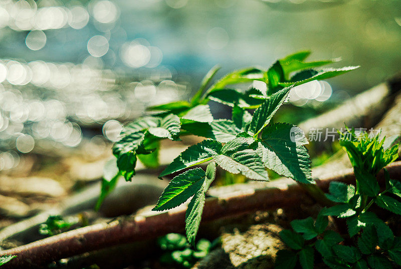 绿油油的植物在春天的背景下从水中发出耀眼的光芒