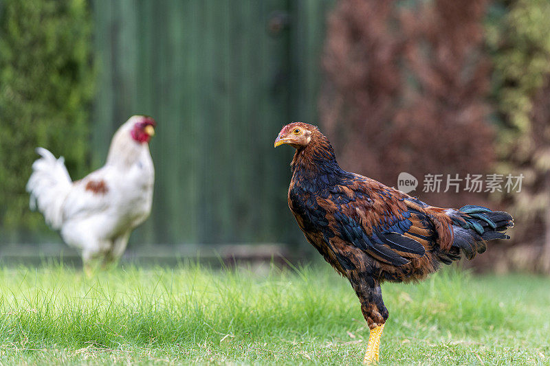 公鸡的近景侧视图与小鸡小鸡站在草坪上