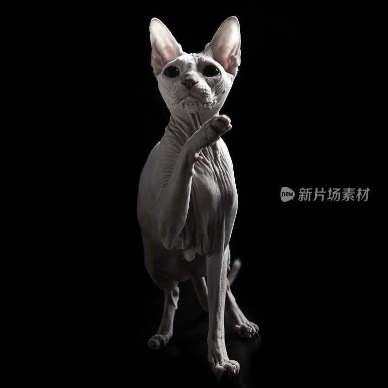 加拿大斯芬克斯无毛猫提供爪子