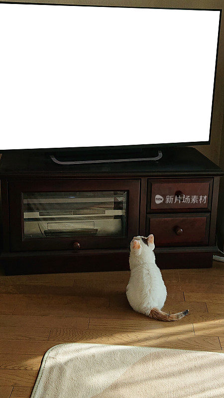 可爱的小猫在看电视