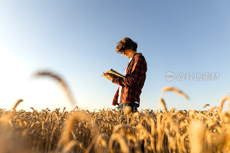 专业男性农学家用平板检查麦田